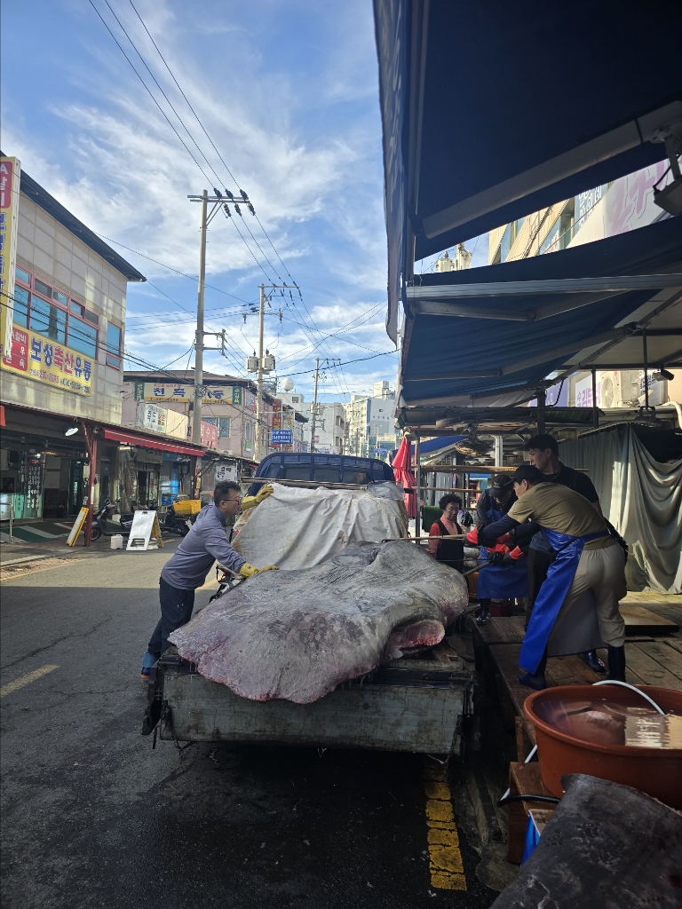 대형 개복치 하역 작업